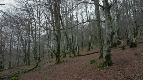 Gloomy Forest with Bare Trees and Fallen Leaves
