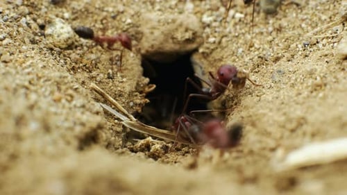 A group of ants work together to bring twigs inside their anthill. Close-up shot. 4K Video. 1.