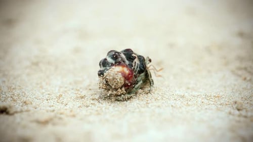 4K Cinematic wildlife footage of a hermit crab eating and walking on the beach in slow motion