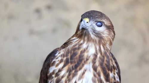 Juvenile Hawk Close-Up