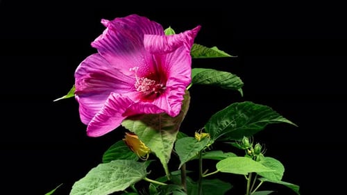 Hibiscus flower blossoms on black background time lapse