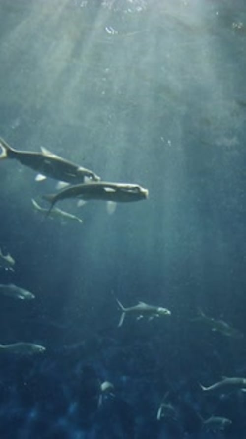 Fish in sea and rays of sun underwater