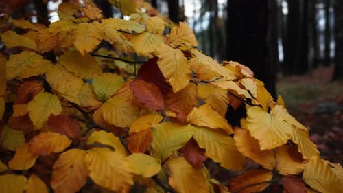 Bunte Blätter, die sich an einem hellen Herbsttag im Wind wiegen