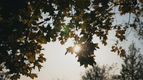 Light Breeze Stirs Branches of Tree with Yellow Maple Leaves Passing Sun Rays Through Them Sunlight