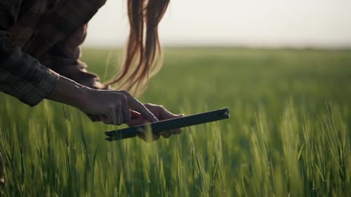 Farmer Girl in Field with Green Grass Young Female Agronomist in Hat Working Walking in Wheat Field