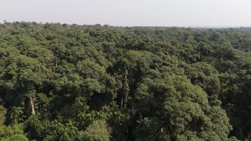 Lush Green Aerial View of Tropical Rainforest