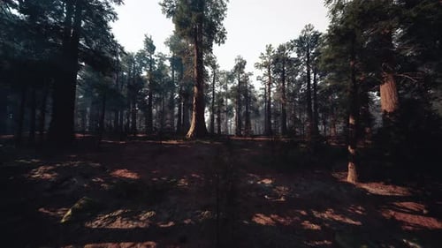 Evening Forest with Shadows and Campfire Creating Cinematic Mood