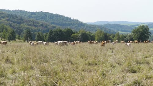 Cattle Grazing in a Peaceful Rural Pasture