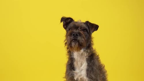 Schnauzer Mixed Breed Looking Around infront of Yellow Studio Background