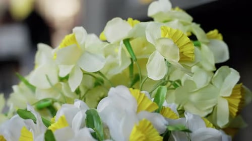 Closeup View of Vibrant Yellow and White Daffodil Flowers in Bloom Showcasing Delicate Petals and
