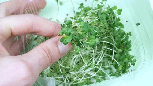 Hand Picking Fresh Microgreens from Container