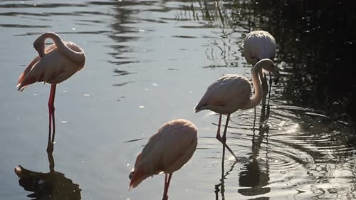 Flock of Pink Flamingos at Sunrise Rays in Pink Wild Lake at National Park
