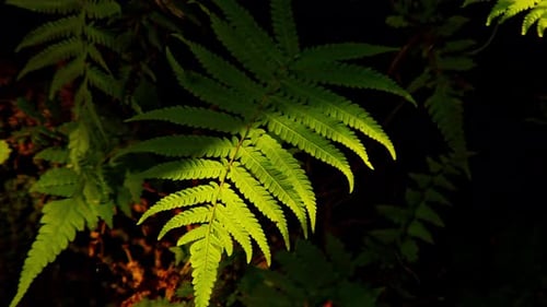 Sunlit Ferns Gently Swaying in a Breeze
