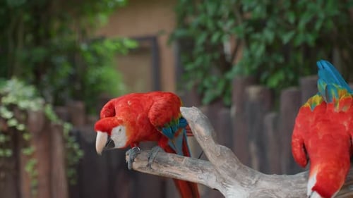 Vögel erkunden die Umgebung Lebhafte Vögel nehmen Blätter mit lebhafter Neugier unter die Lupe Leuchtende Aras