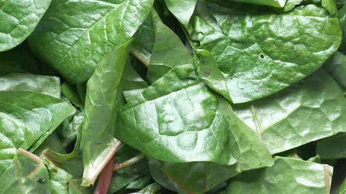 Fresh Green Spinach Leaves Close Up