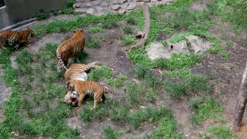 Tiger cubs playing with their mother.