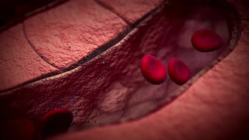 Microscopic Red Blood Cells Flowing in a Human Blood Vessel