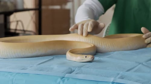 Spezialist untersucht die Haut einer Pythonschlange, die sich in der Klinik auf dem Tisch windet