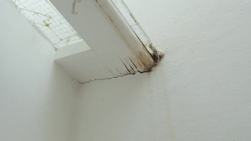 Damaged piece of white colour wood, rotten and destroyed by termites