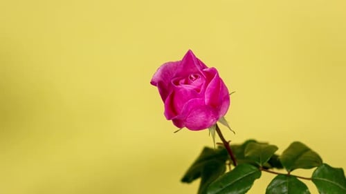 Close Up Shot of a Pink Rose