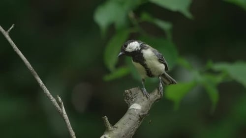 Male Japanese Tit Resting On Branch With Bokeh Foliage At Background. - Close Up Shot