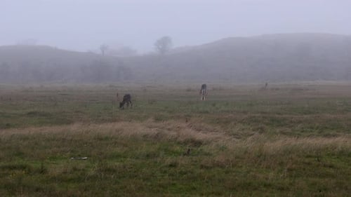 Beautiful deer with big horns walk in the forest, park. Deer eat grass. Beautiful foggy morning.