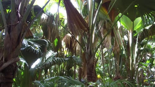 Idyllic jungle woods with palm trees in exotic natural africa seychelles
