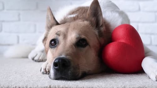 dog holding red heart, lying on rug at home