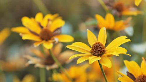 Handheld Shot of Rudbeckia Flowers - Warm Yellow Petals with Dark Centers in Focus