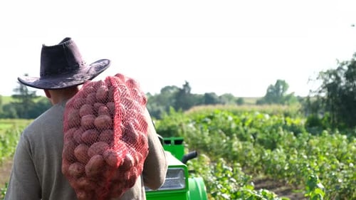 Harvesting Potatoes in the Countryside the Farmer Carries Freshly Harvested Potatoes to the Field