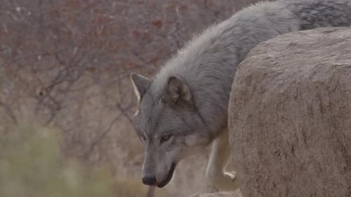 Slow motion wolf stalking around a rock