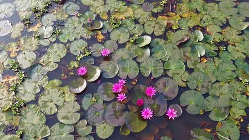 Group of Water lily blooming, River side ,mangrove forest inland water body, Beautiful aerial shot,