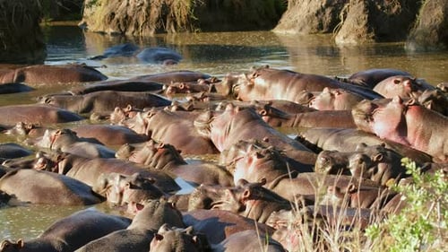 Herd of cute hippos are resting lying in the pond