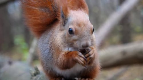 Wild Fluffy Squirrel Sitting at Wooden Branch Gnawing Nuts at Forest Cute Brown Rodent Eating Found