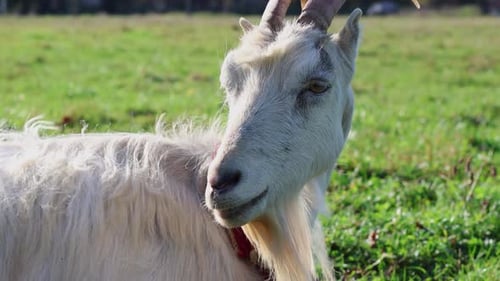 30 chèvres paissent dans le pré. Agriculture. Soin des chèvres.