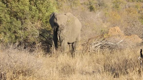 Close-up shot of a elephant trying to break a branch off of a tree to eat