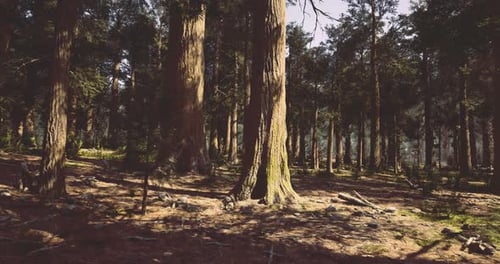 Lush Forest Landscape with Sunlight Filtering Through Tall Trees