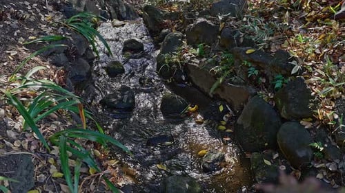 Sparkling Garden Stream with Autumn Foliage