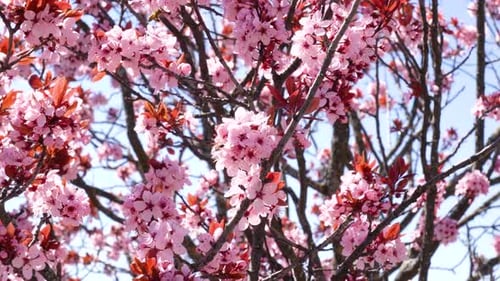 Bees collecting pollen on a pink flower cherry tree in spring
