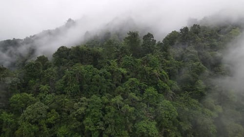 Aerial footage of spruce forest trees on the mountain hills at misty day