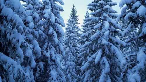 Snow Covered Evergreen Trees in a Dense Forest