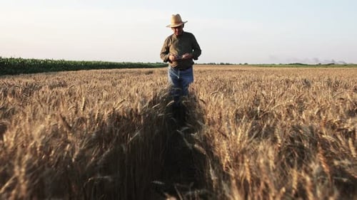 Senior farmer with hat walking in wheat field examining crop.