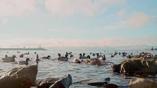 A cinematic view of a flock of wild ducks swimming near a rocky river bank