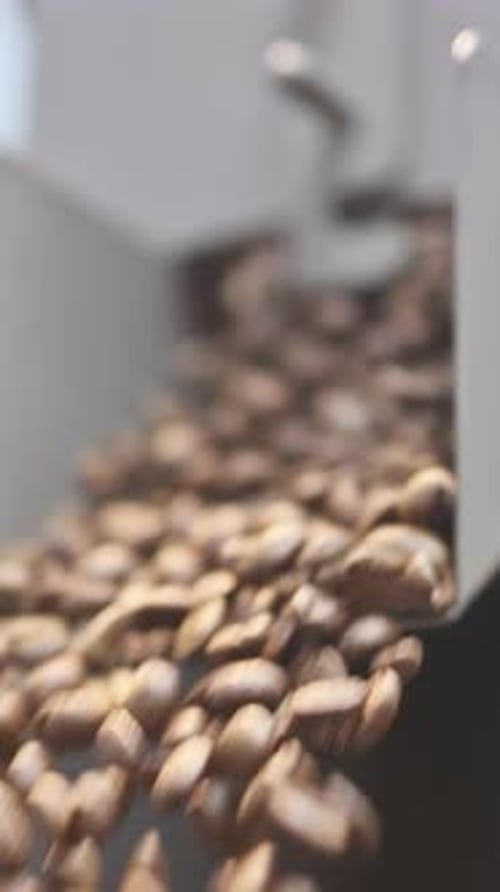 Production Coffee Beans Roasting Factory Process Spills Roasted Coffee Beans From a Discharging Flap