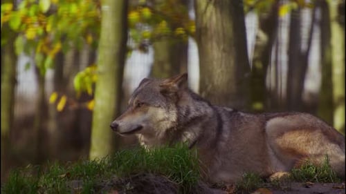 Un renard est assis dans la forêt