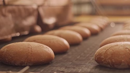 Loaves of bread on a production line in a bakery. Fragrant bread with a ruddy golden crust.