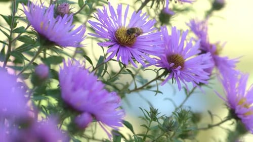 Aster Symphyotrichum or New England aster swaying in low breeze, bee on flower