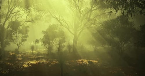 Golden Rays Shine Through Trees in a Misty Forest During Early Morning