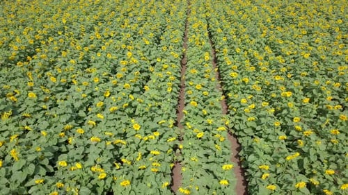 Aerial view of a vast yellow Sunflower field