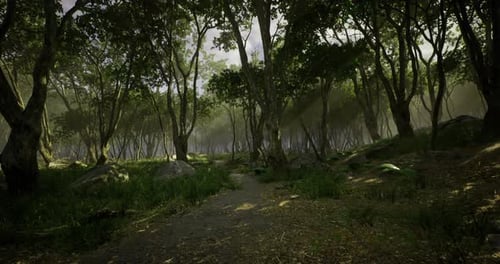 Lush Forest Path Illuminated By Soft Sunlight Creating a Serene Atmosphere